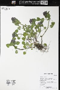 Lamium purpureum image