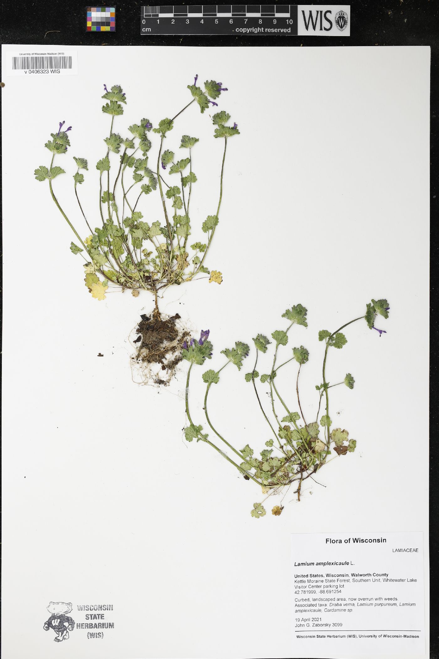 Lamium amplexicaule image