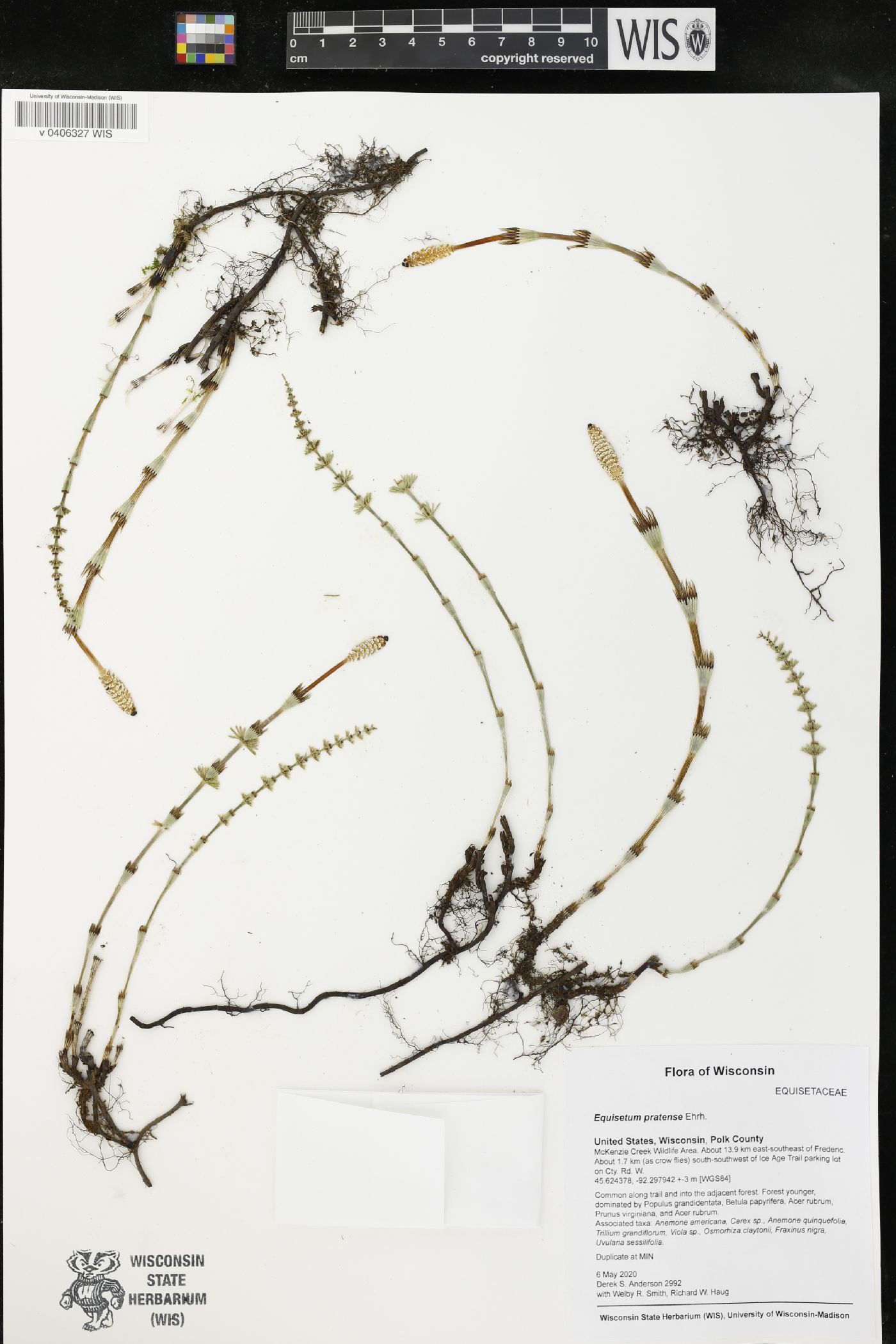 Equisetum pratense image