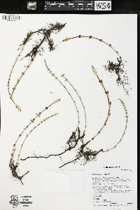 Equisetum pratense image