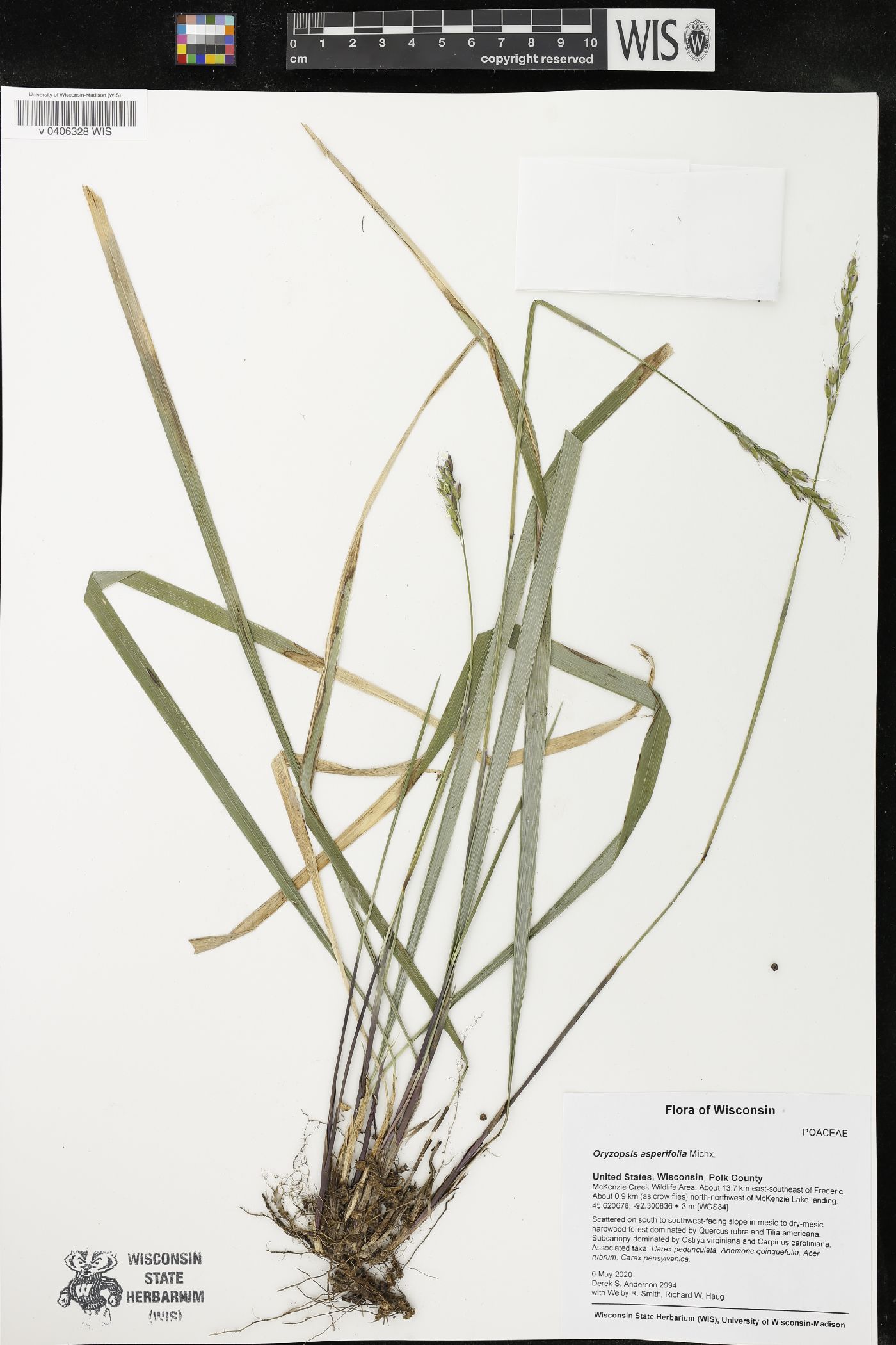 Oryzopsis asperifolia image