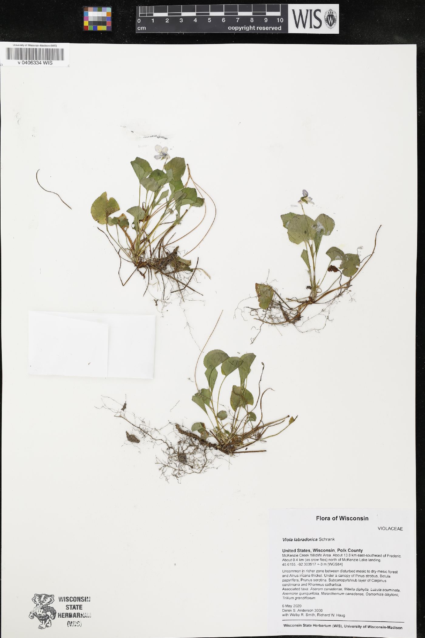 Viola labradorica image