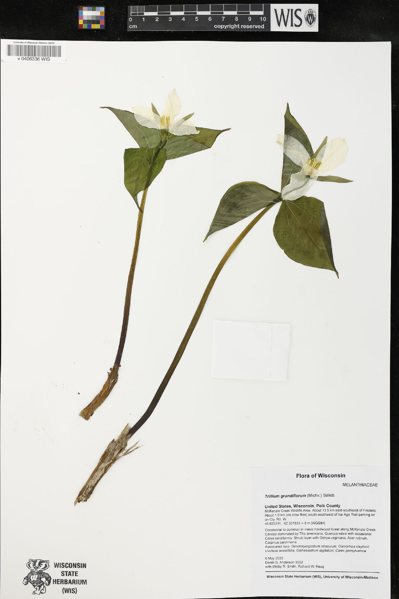 Trillium grandiflorum image