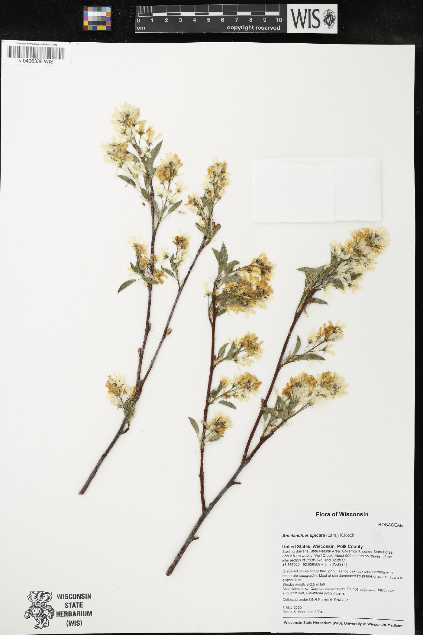 Amelanchier spicata image