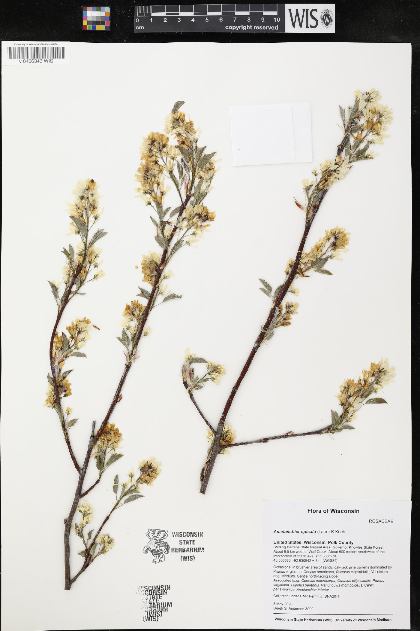 Amelanchier spicata image