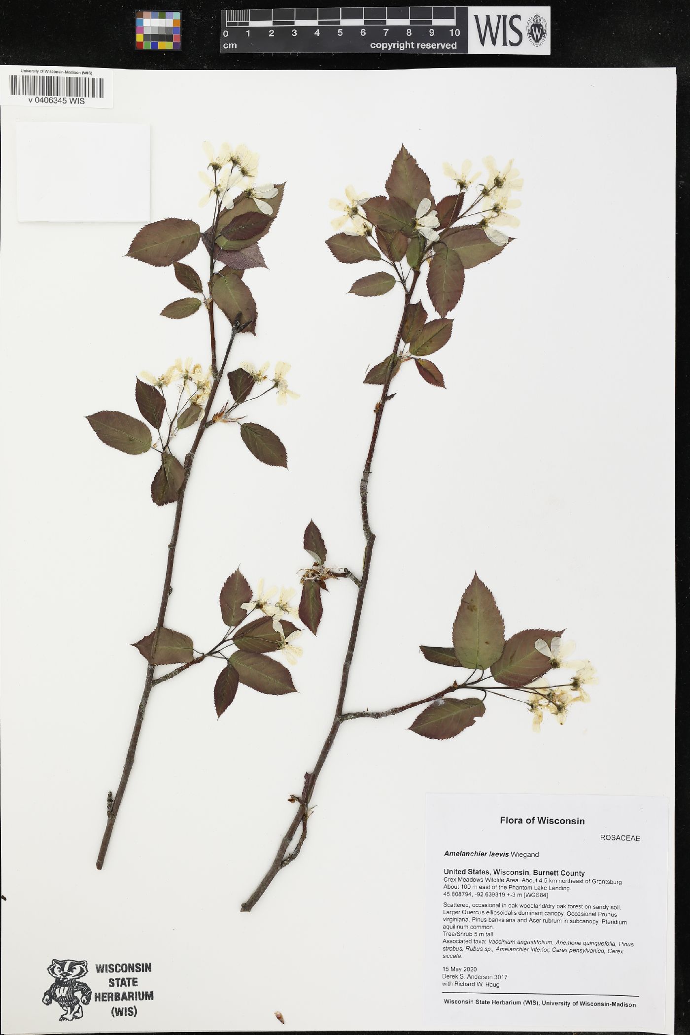 Amelanchier laevis image