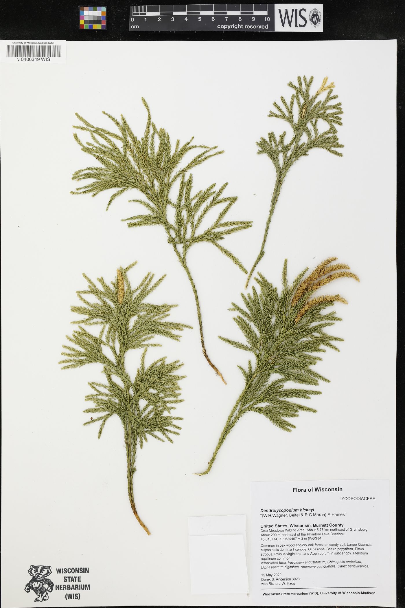 Dendrolycopodium hickeyi image