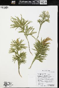 Dendrolycopodium hickeyi image