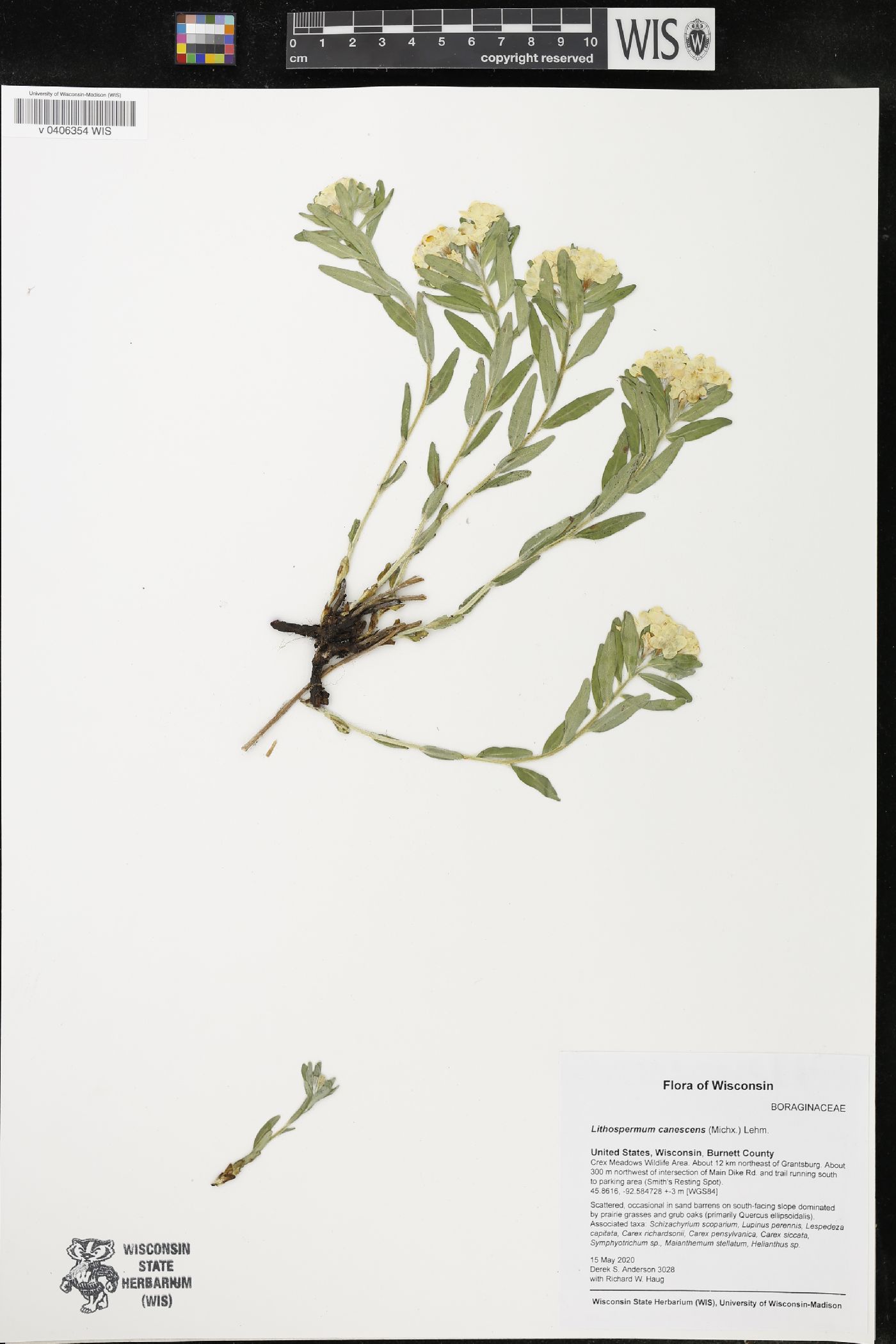 Lithospermum canescens image
