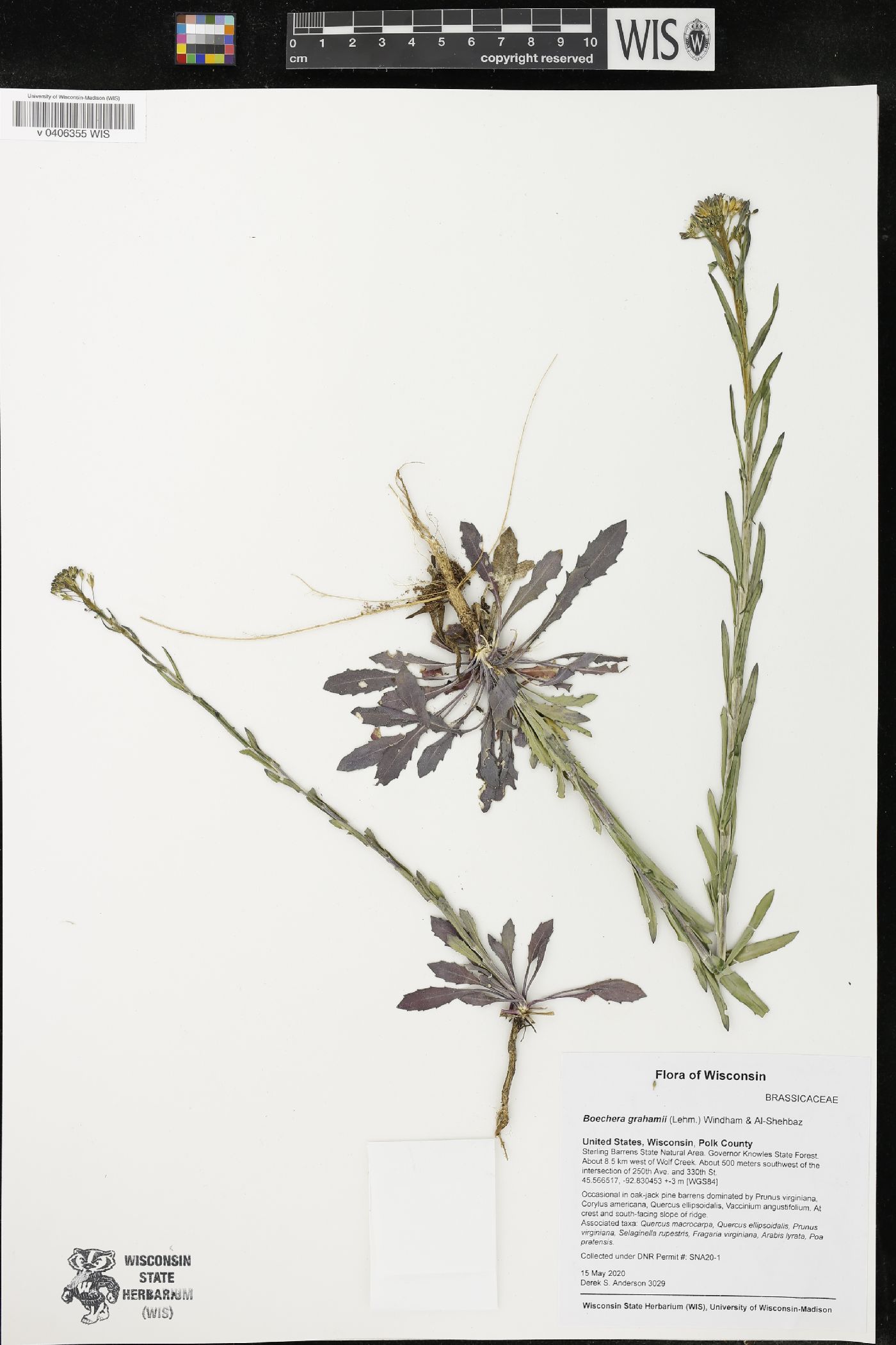 Boechera grahamii image