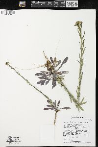 Boechera grahamii image