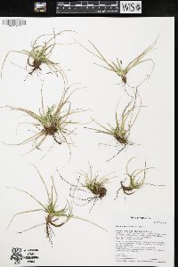 Carex tonsa image