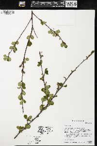 Betula pumila image