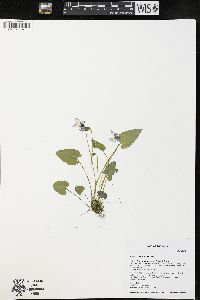 Viola novae-angliae image