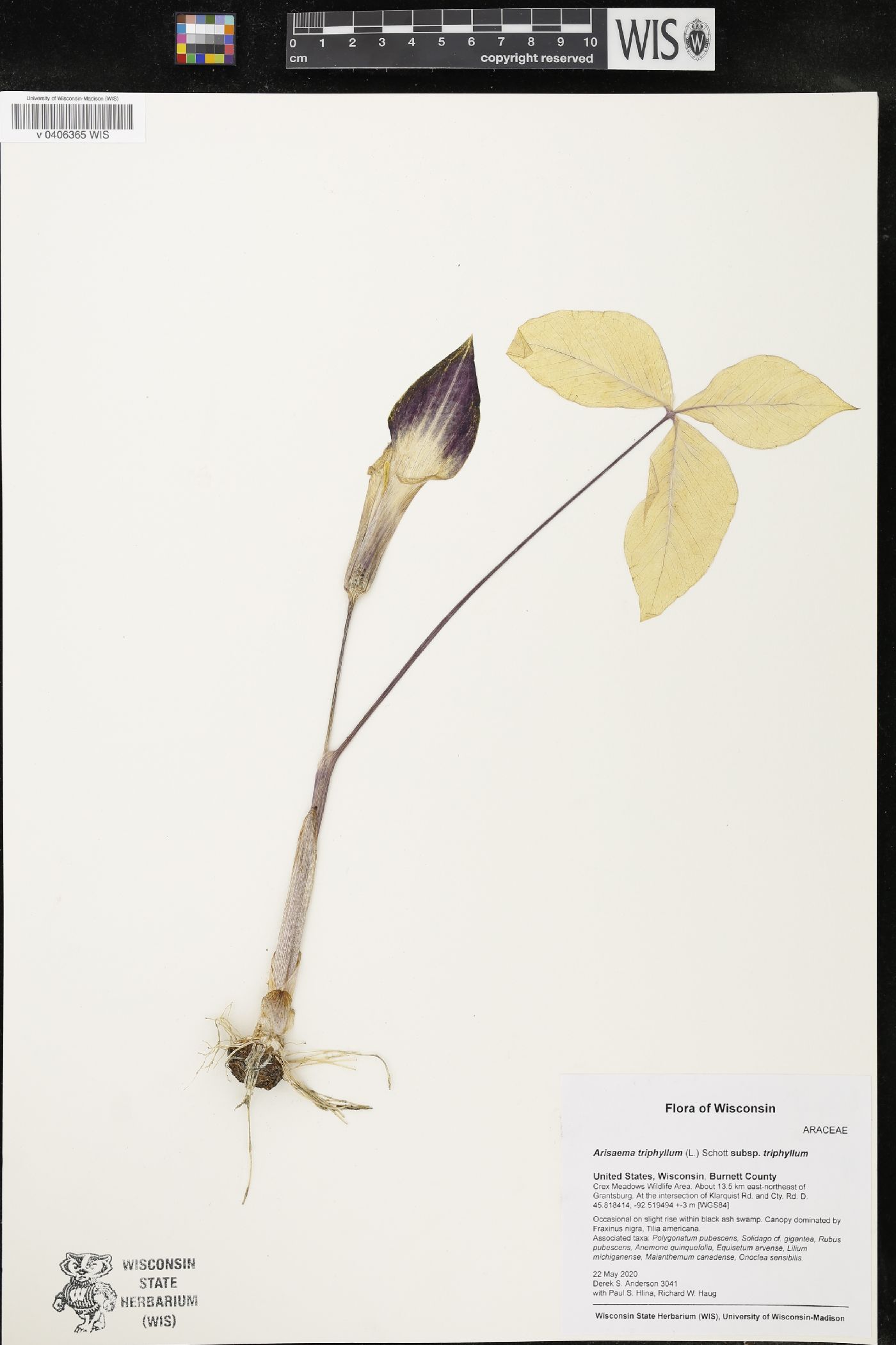 Arisaema triphyllum image
