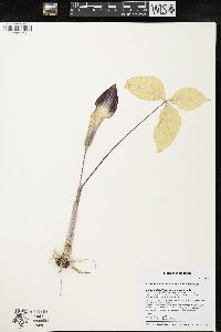 Arisaema triphyllum subsp. triphyllum image