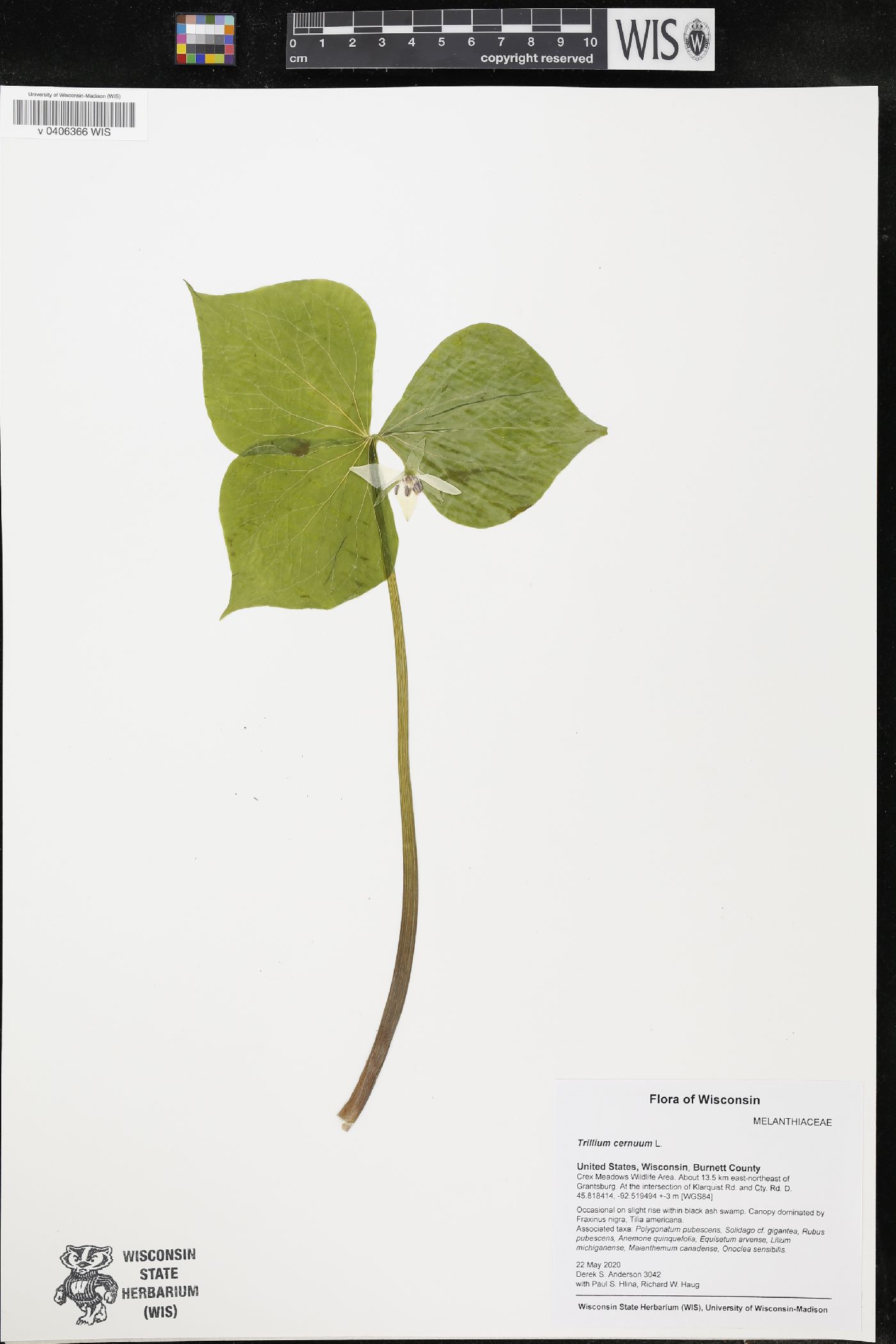 Trillium cernuum image