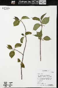 Viburnum lentago image