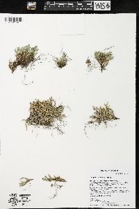 Selaginella rupestris image