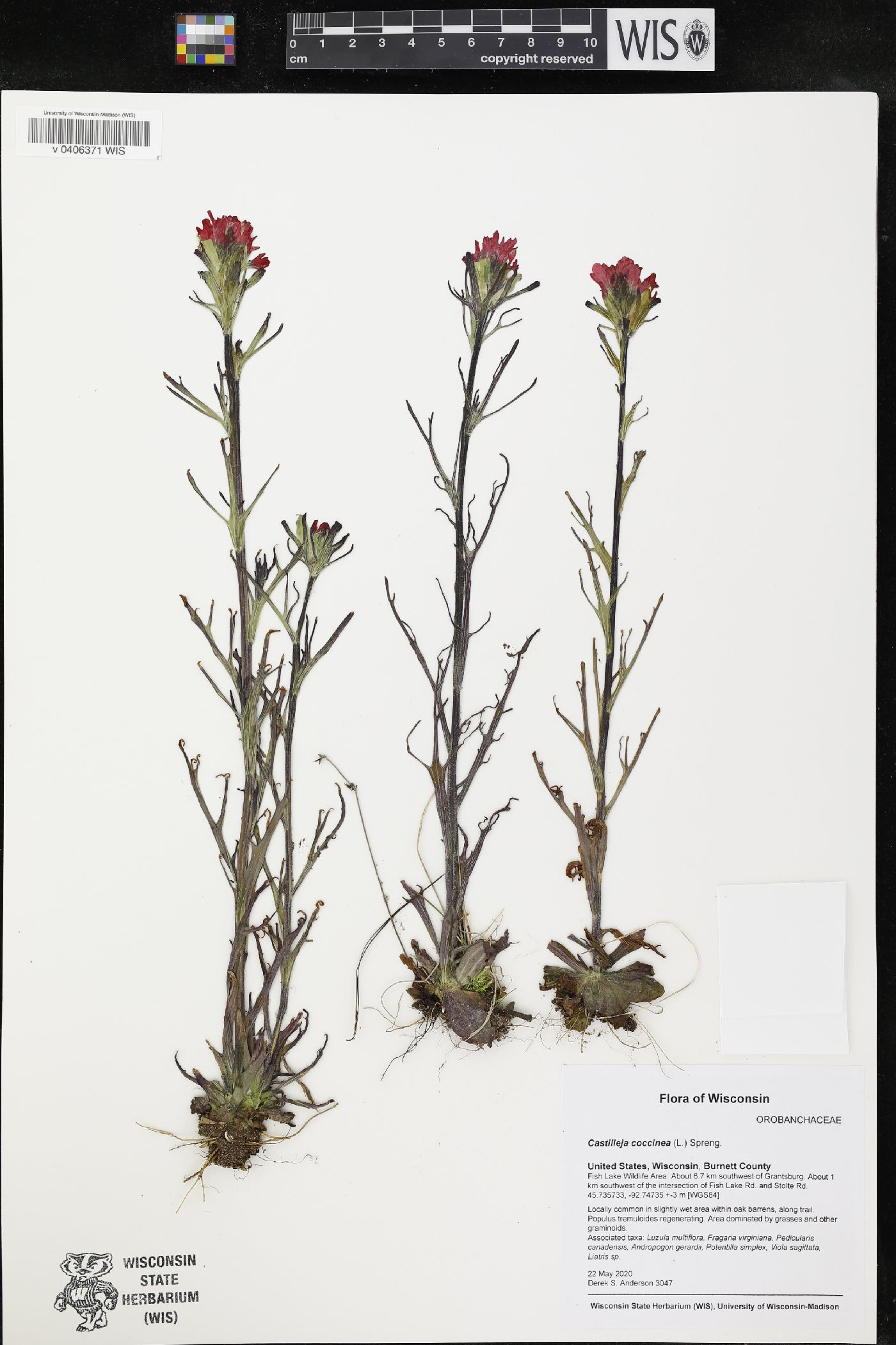 Castilleja coccinea image