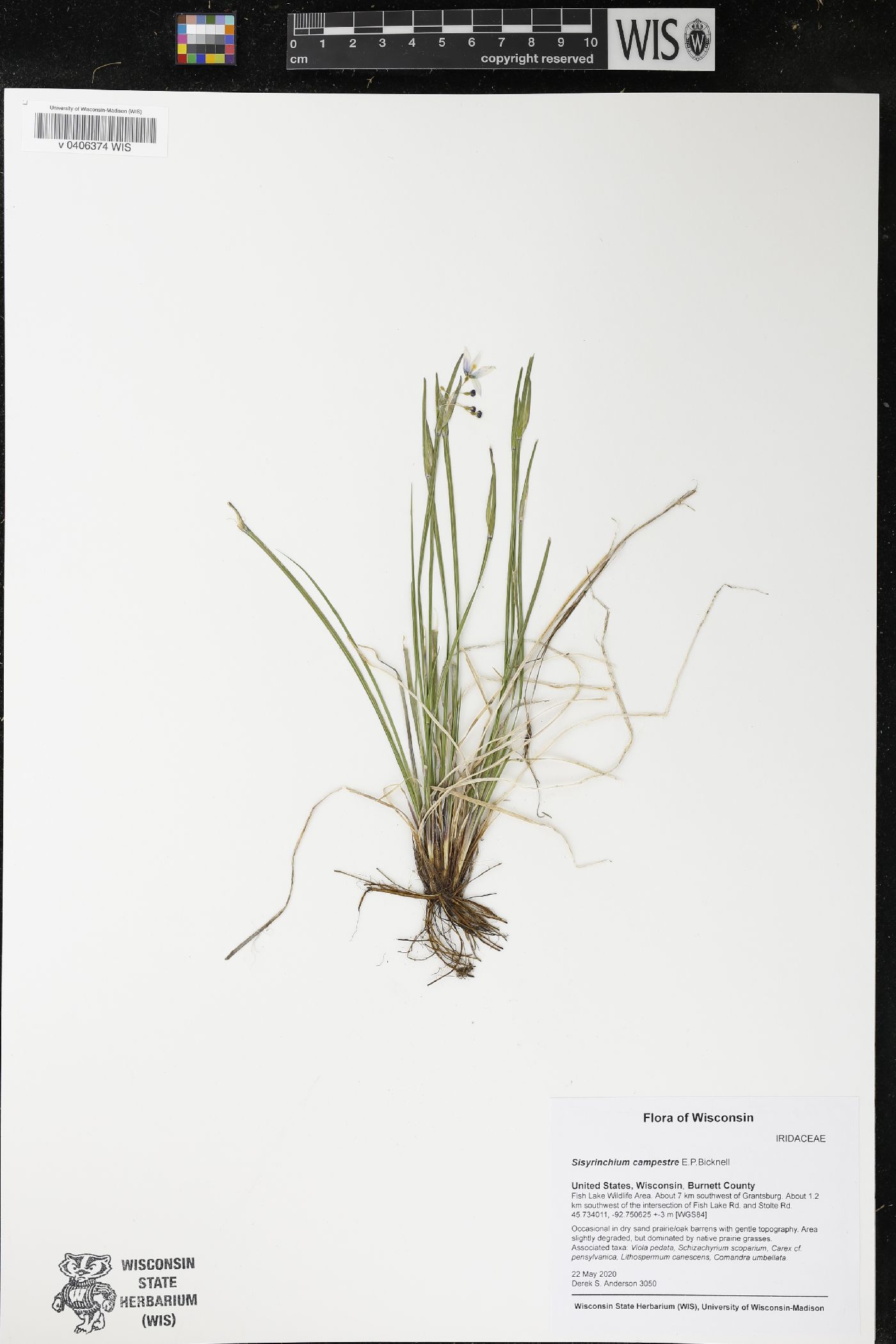 Sisyrinchium campestre image