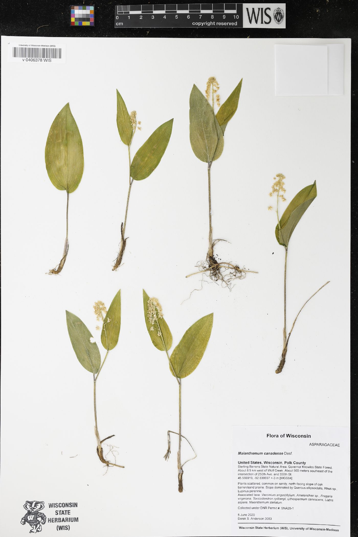 Maianthemum canadense image