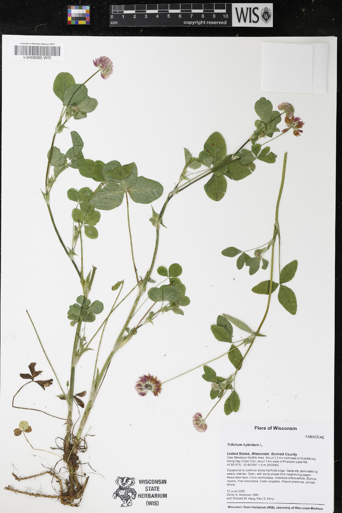 Trifolium hybridum image