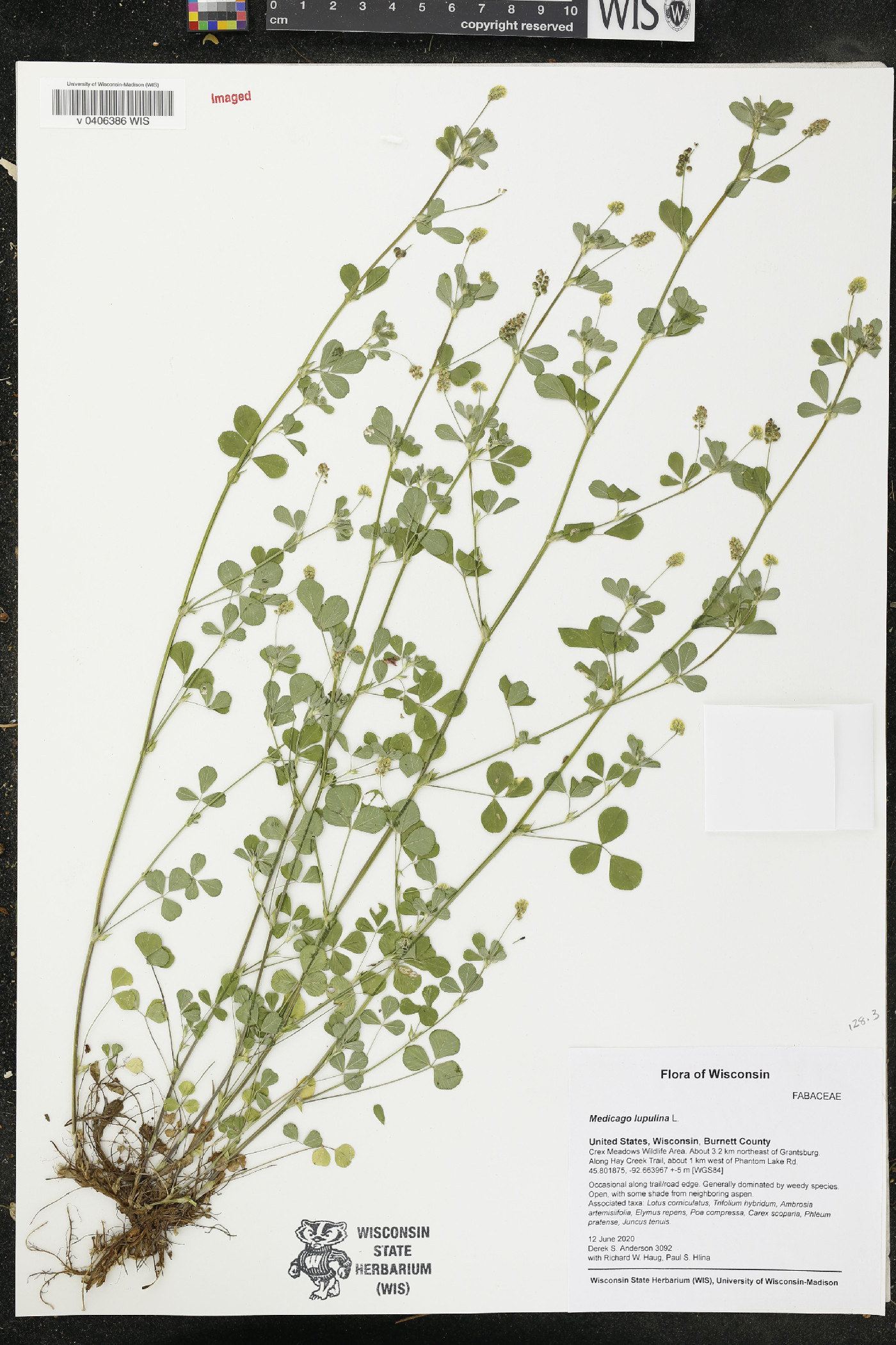 Medicago lupulina image
