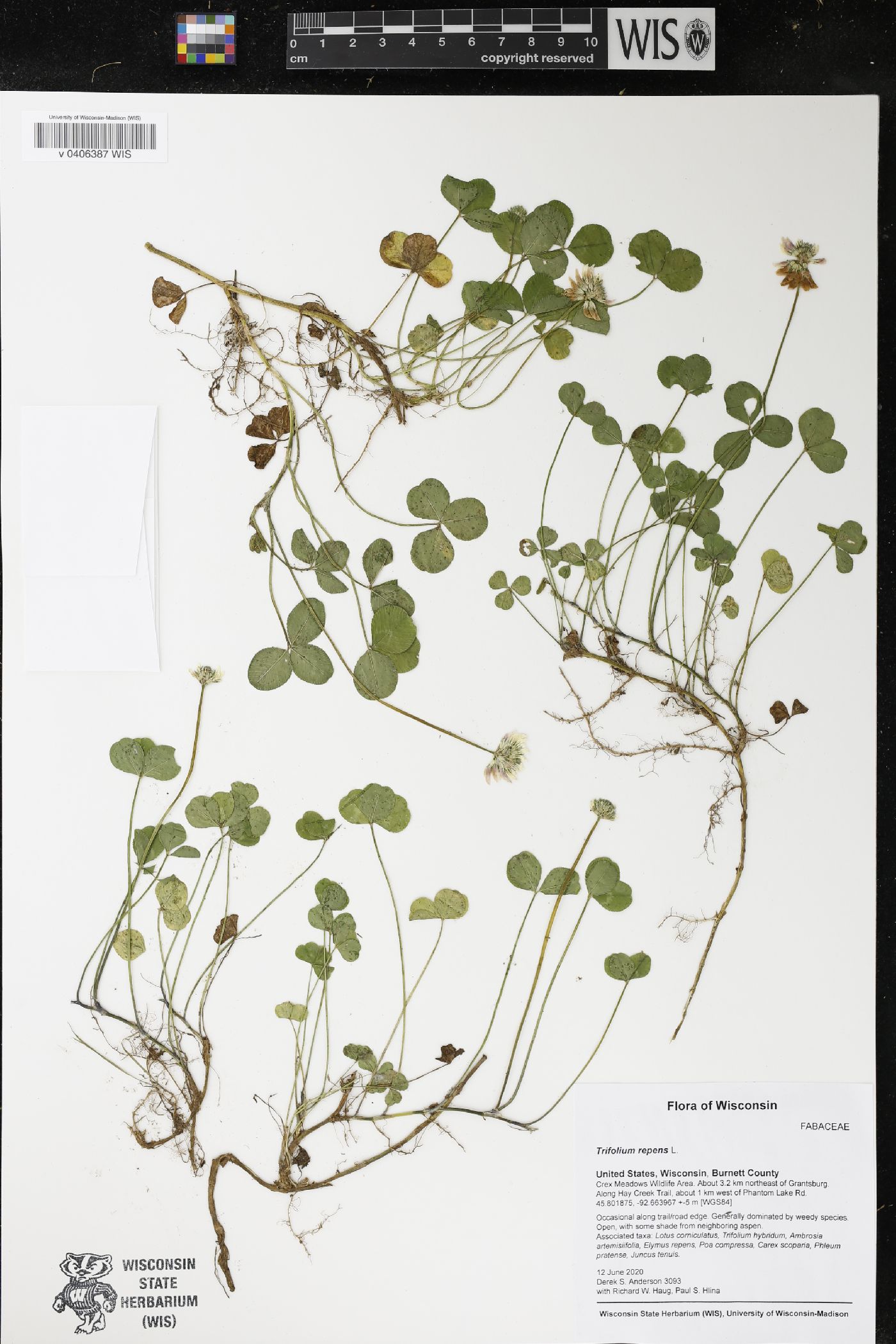 Trifolium repens image