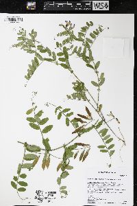 Vicia americana subsp. americana image