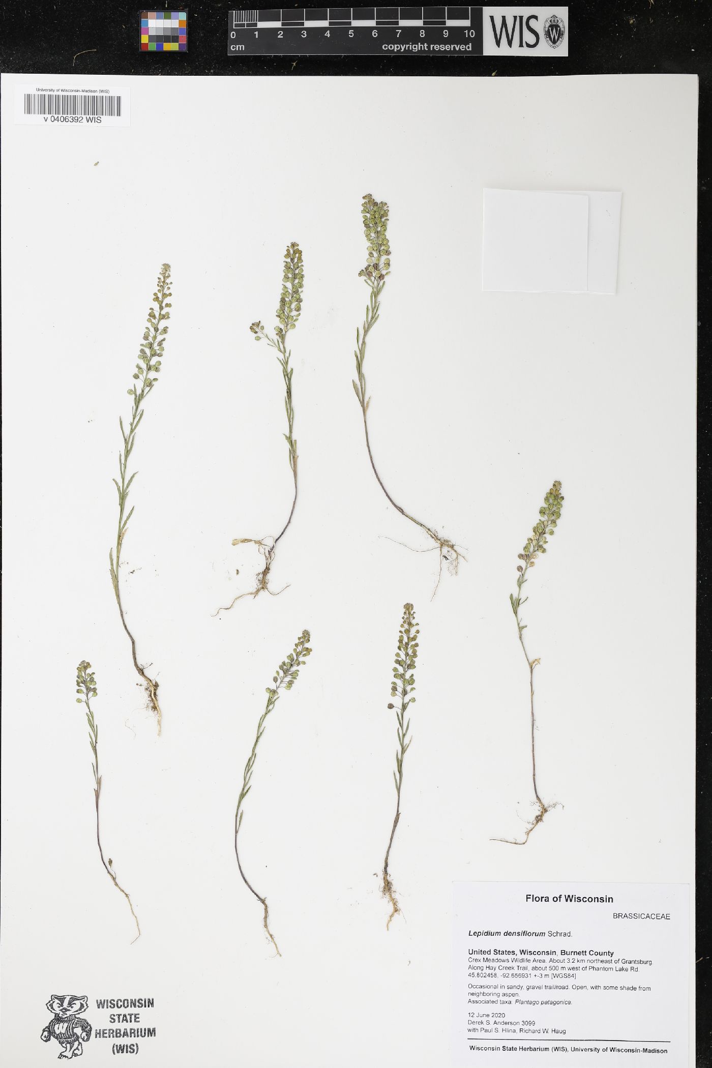 Lepidium densiflorum image