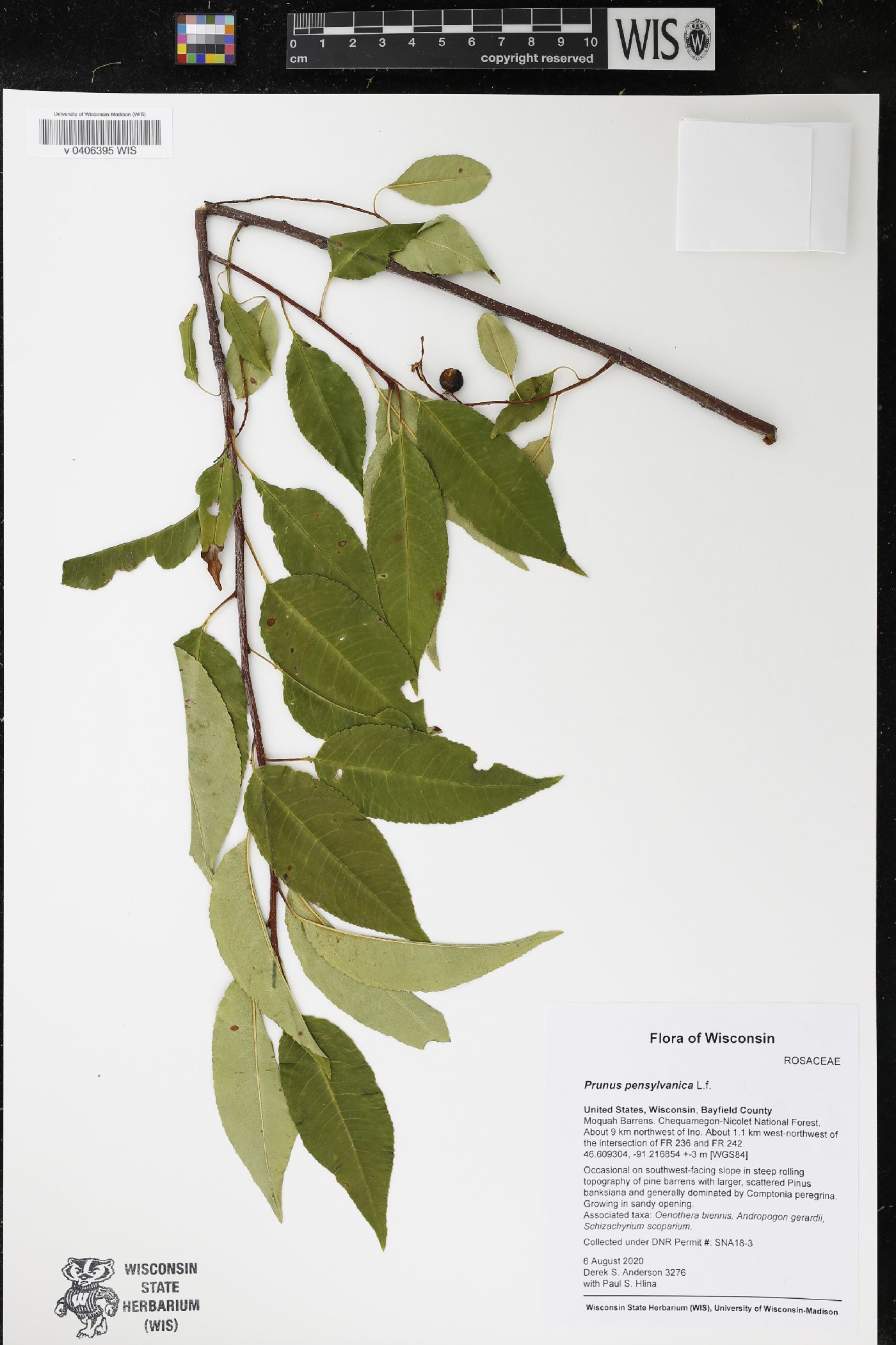 Prunus pensylvanica image