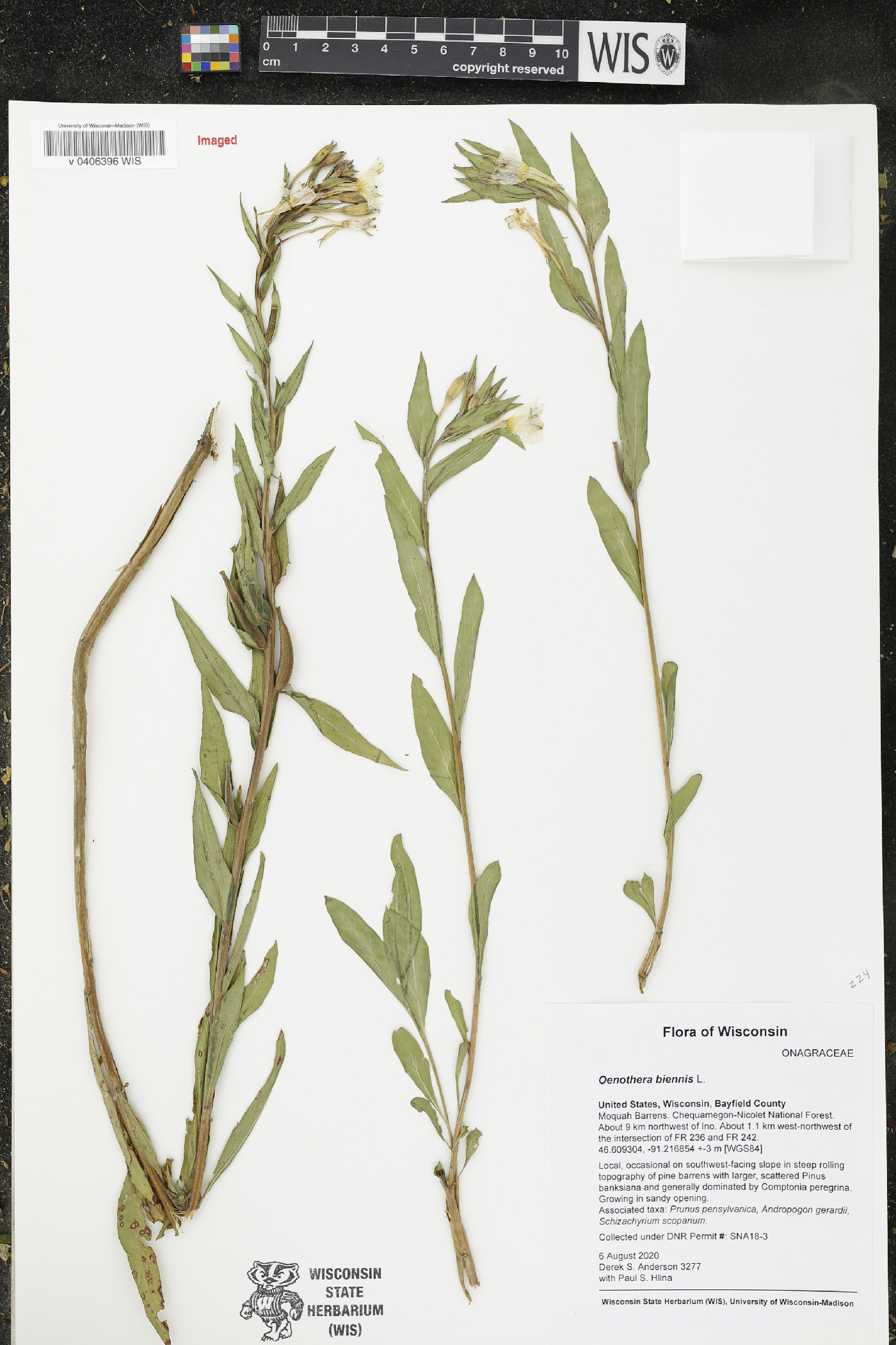 Oenothera biennis image