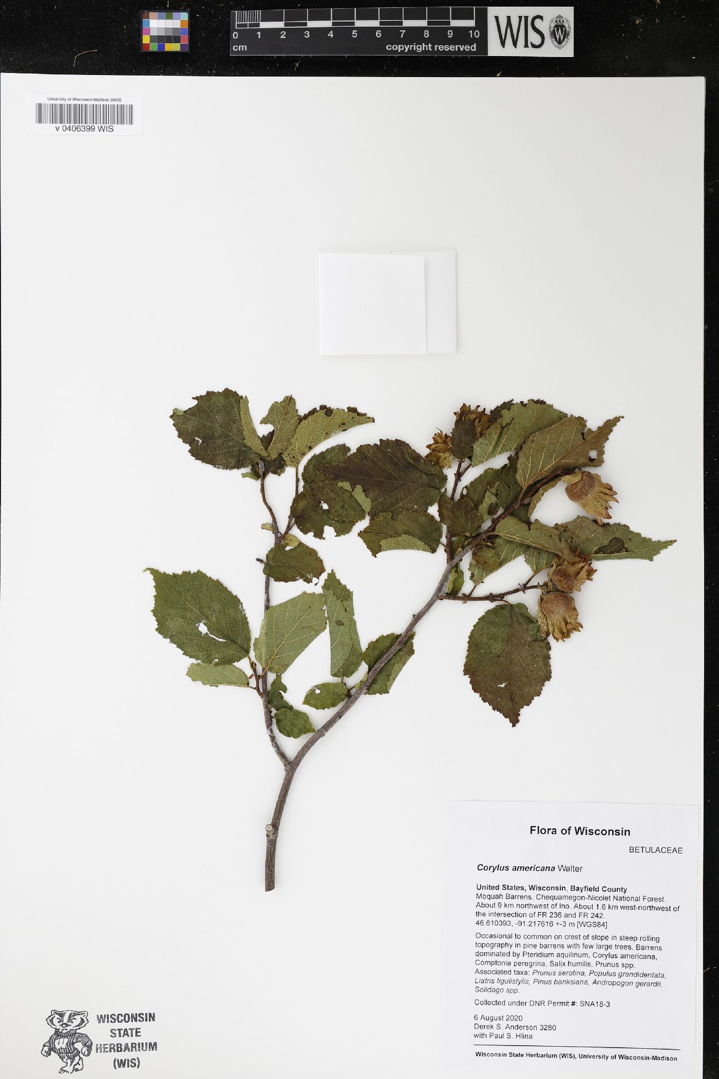 Corylus americana image