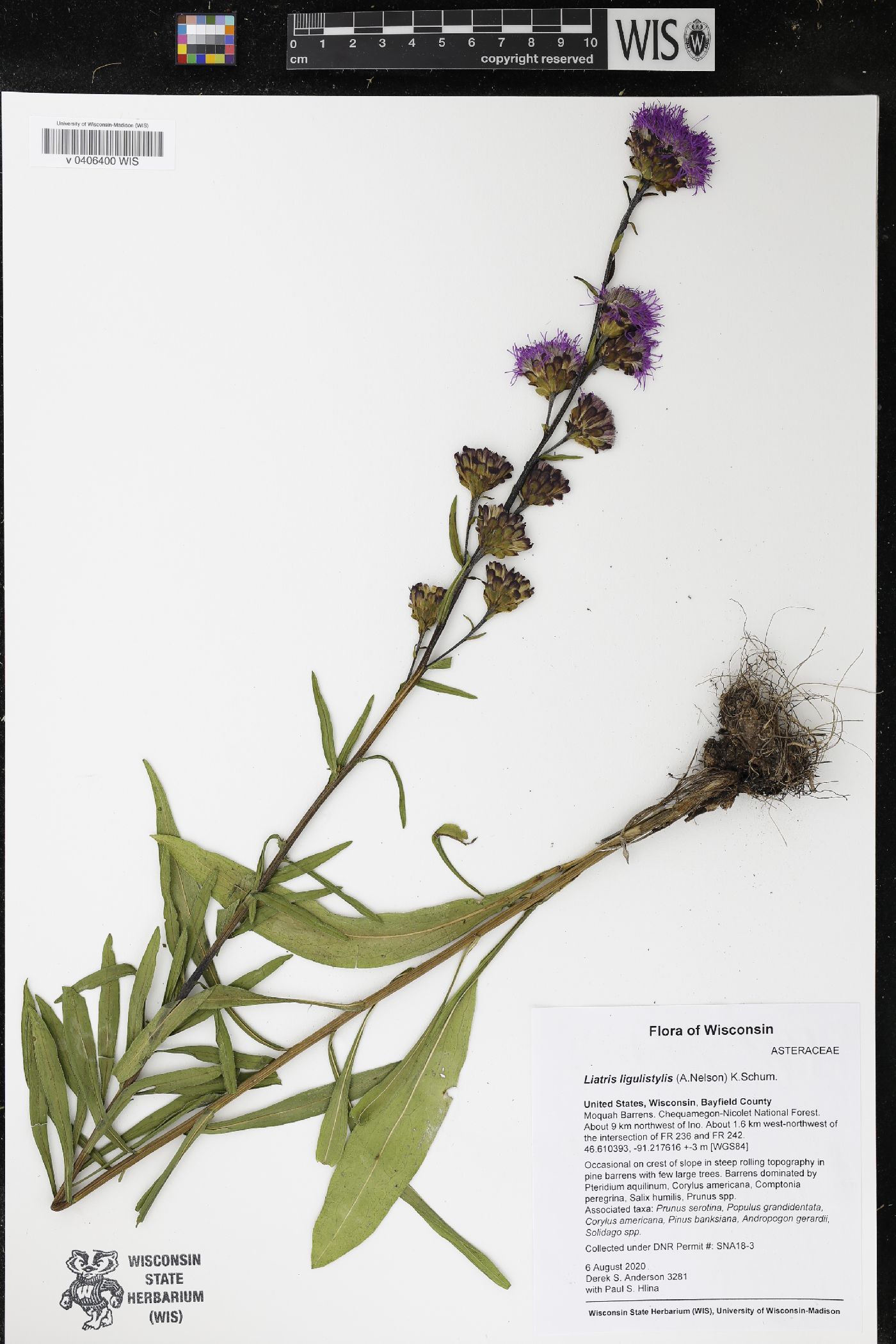 Liatris ligulistylis image