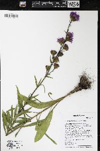 Liatris ligulistylis image