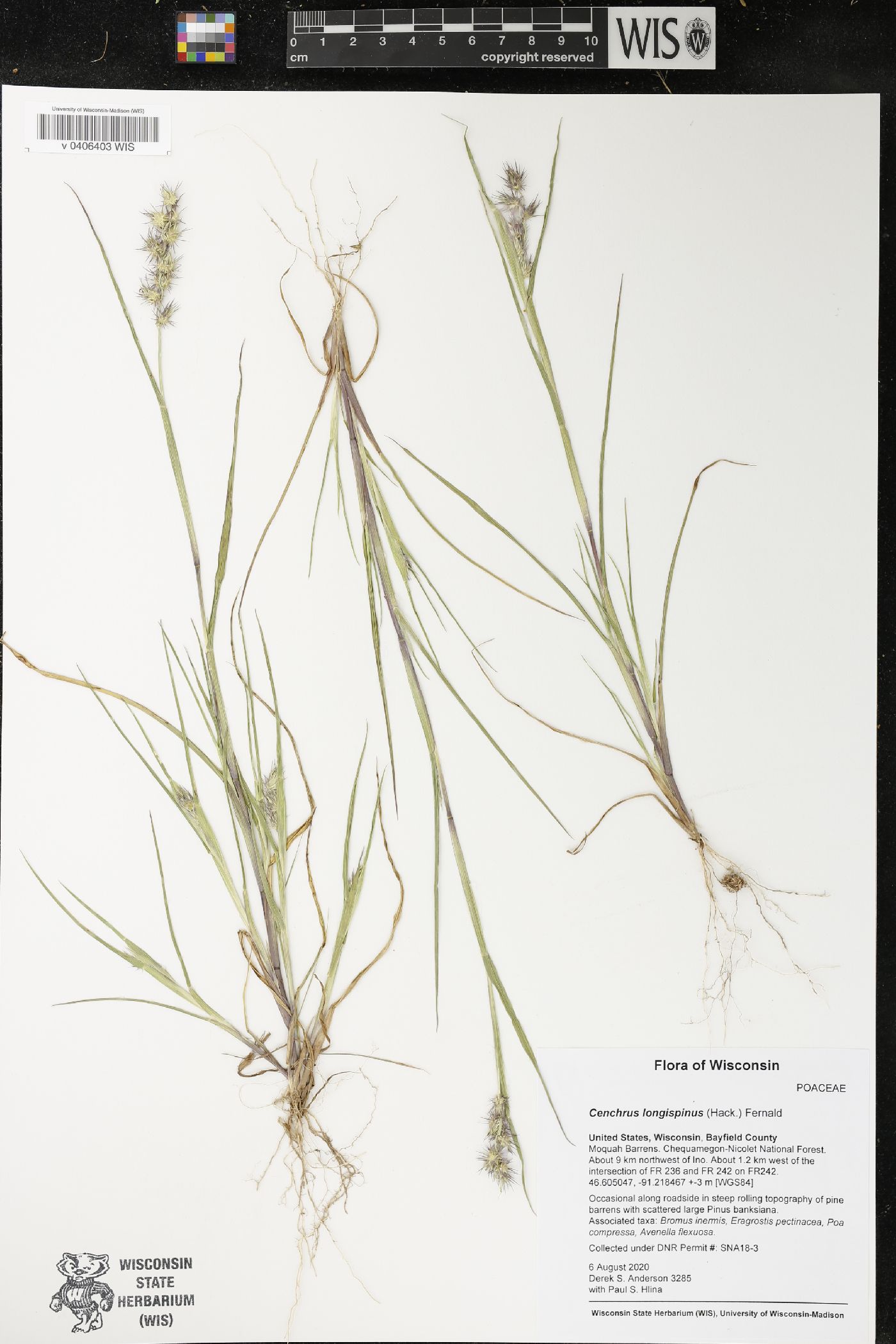 Cenchrus longispinus image
