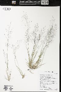 Muhlenbergia uniflora image