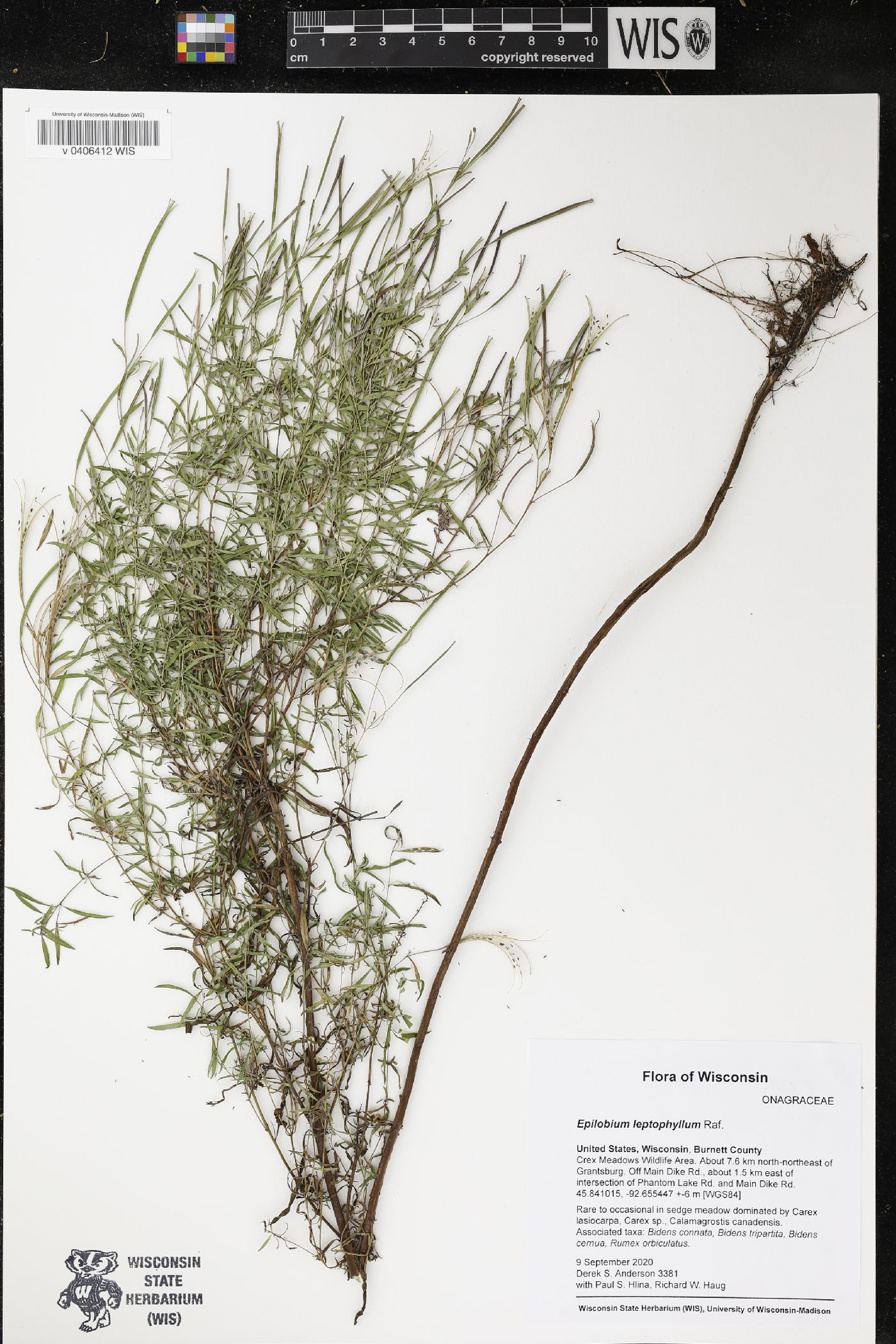 Epilobium leptophyllum image