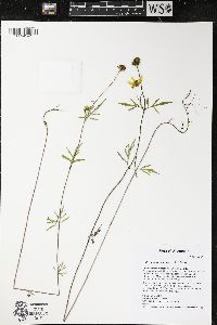 Bidens trichosperma image