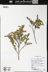 Chamaedaphne calyculata image