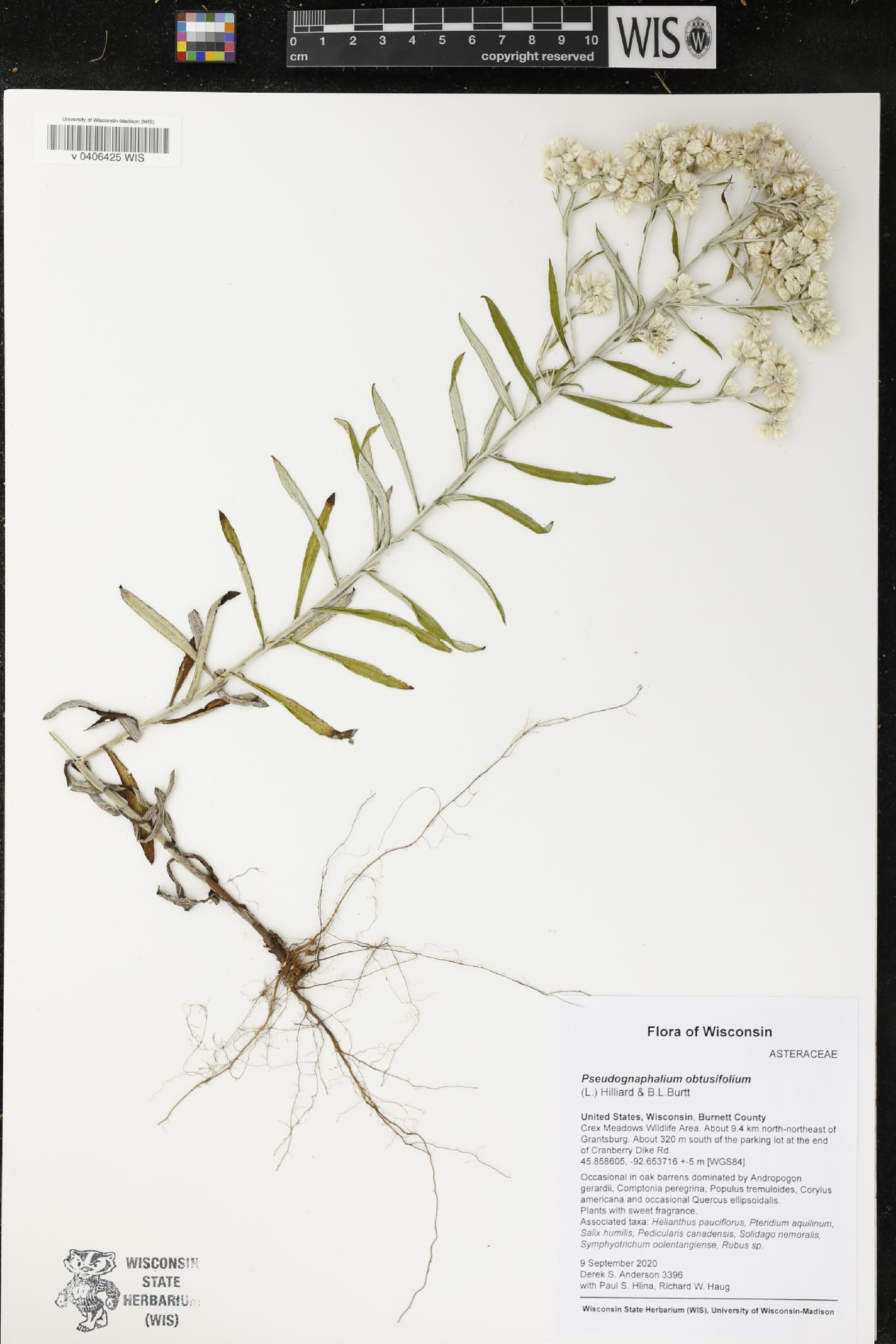 Pseudognaphalium obtusifolium image