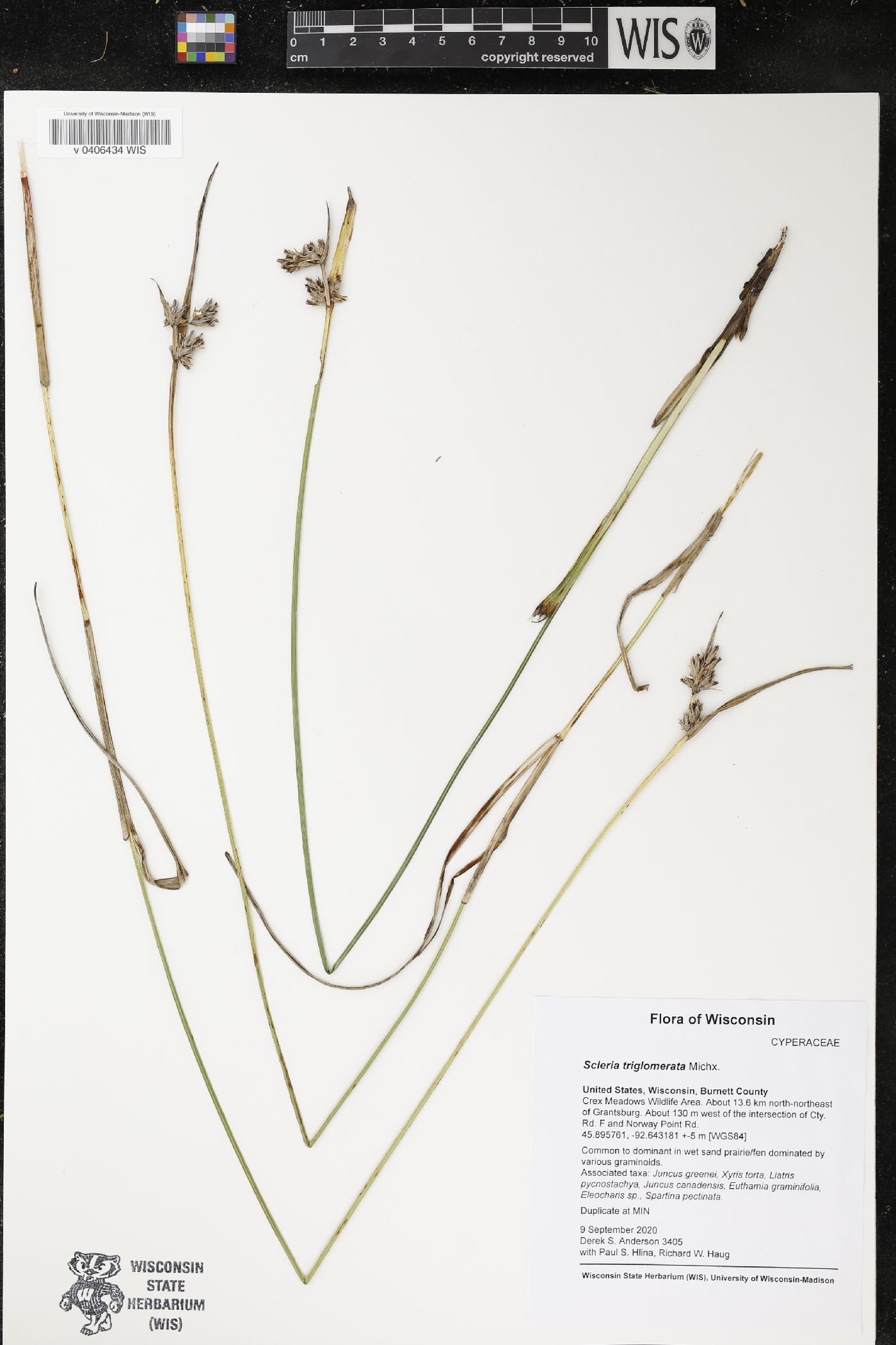 Scleria triglomerata image