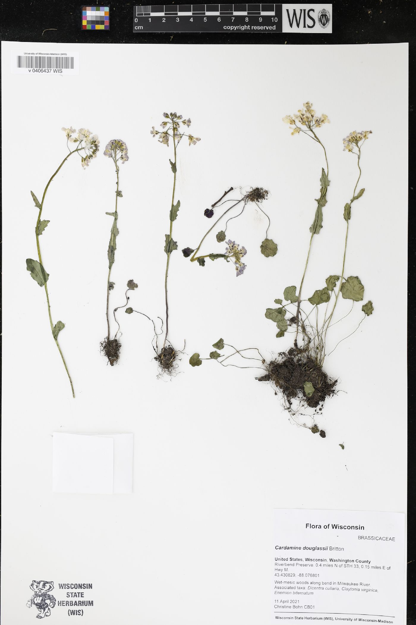 Cardamine douglassii image
