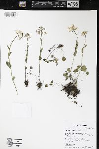 Cardamine douglassii image