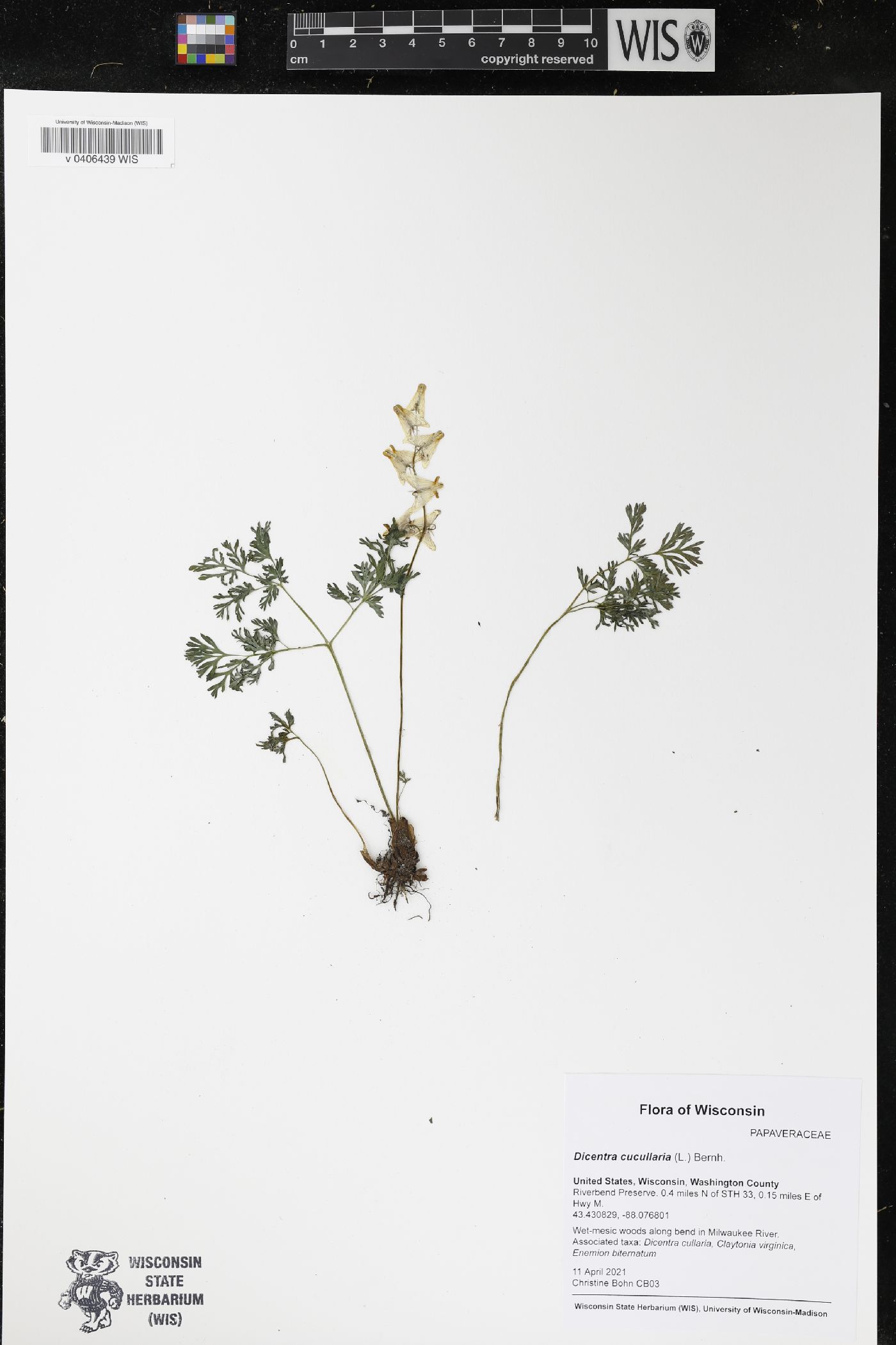 Dicentra cucullaria image