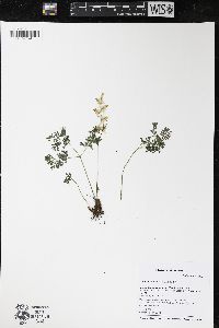 Dicentra cucullaria image