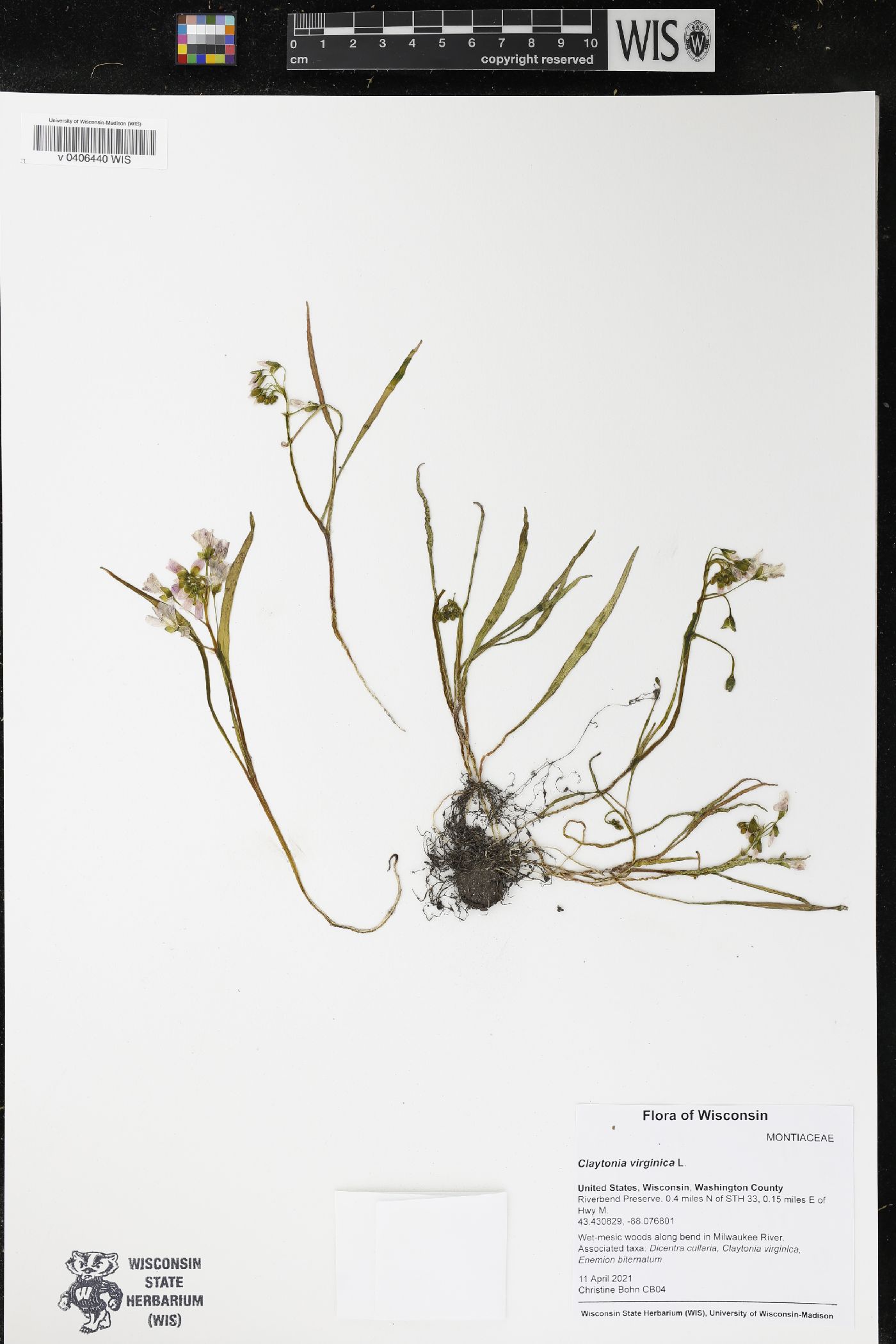 Claytonia virginica image