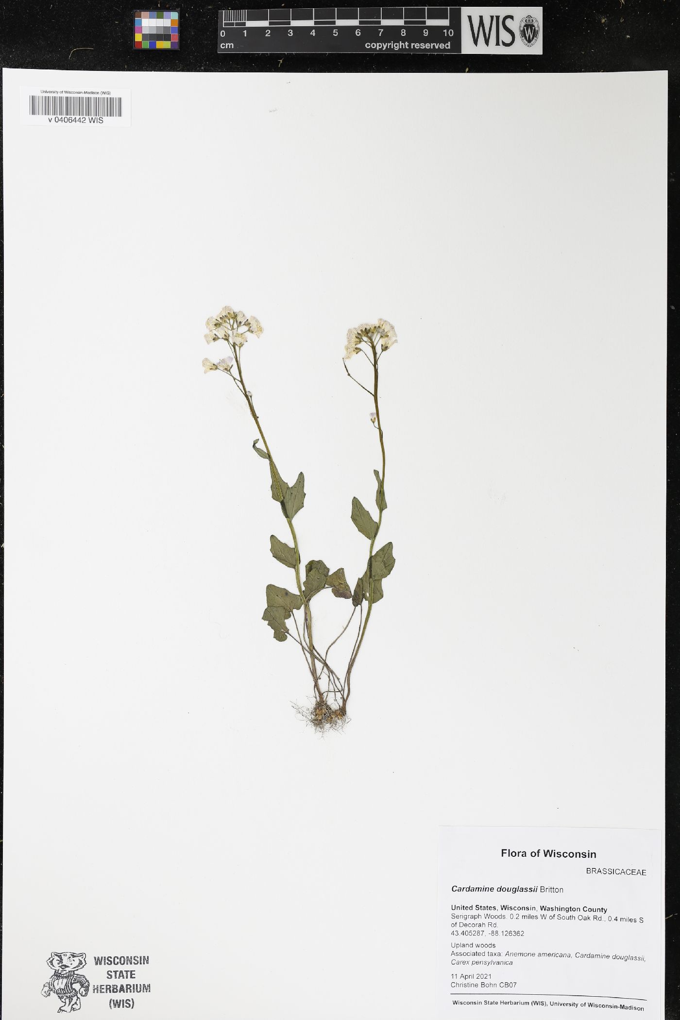 Cardamine douglassii image