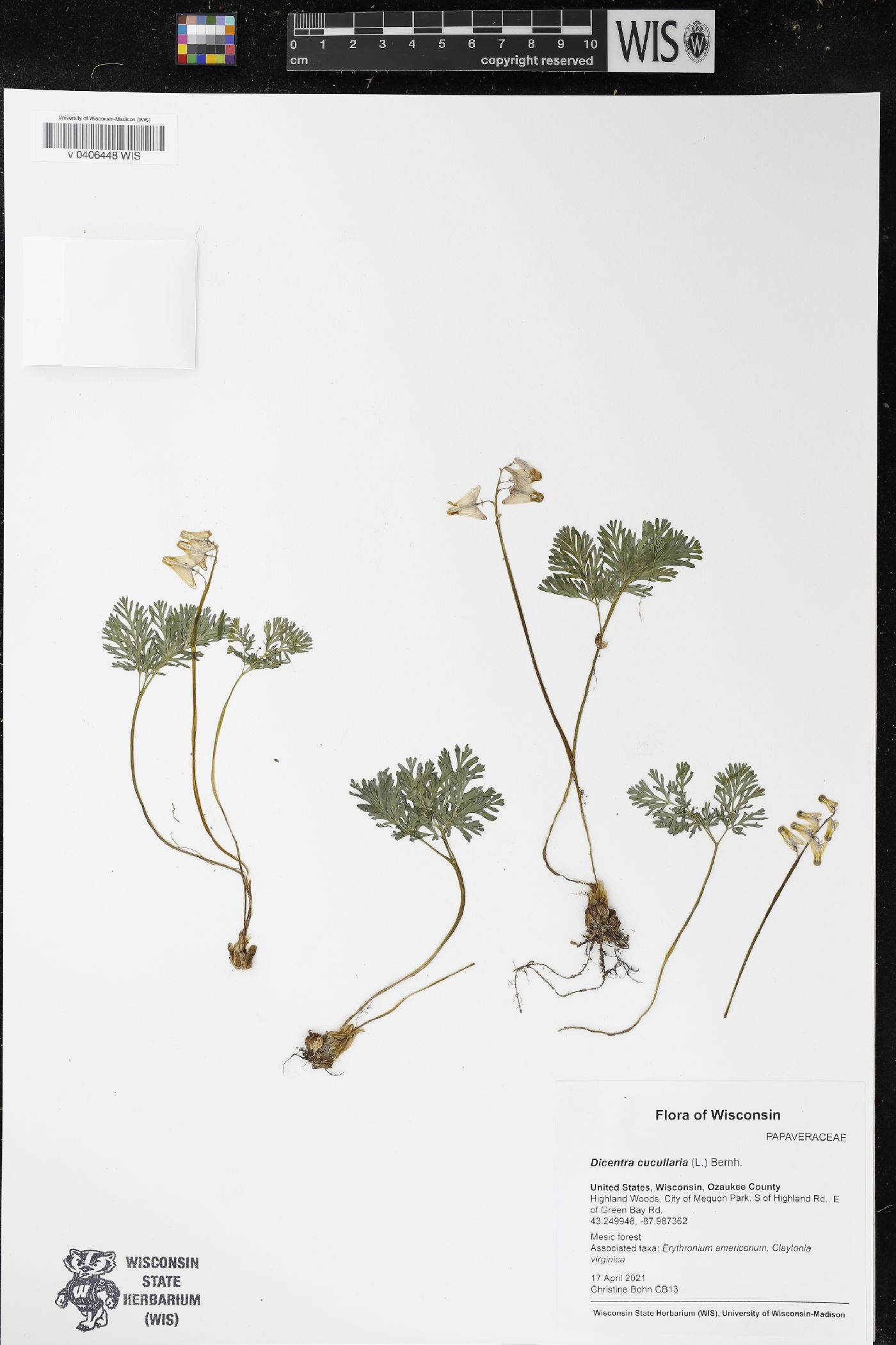 Dicentra cucullaria image